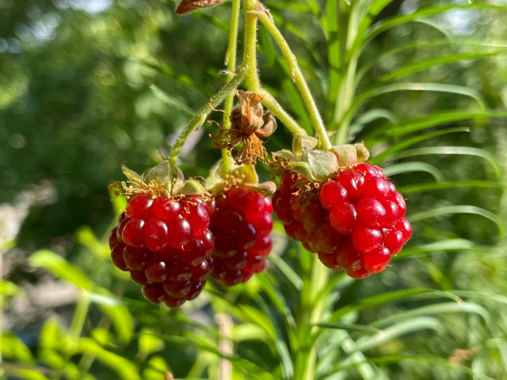 ‘Nog altijd veel laaghangend fruit te vinden op corporate recruitmentsites’